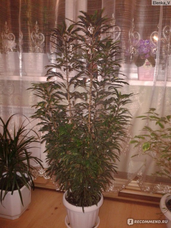 Система дизиготеки и ее принципы