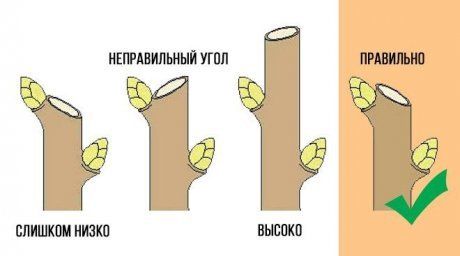 Правила обрезки абрикоса