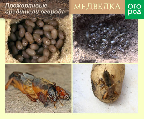 Мухи