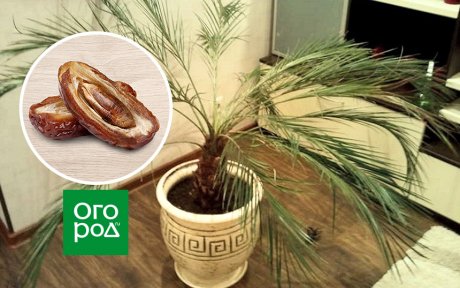 Шаг 2: Проращивание косточки