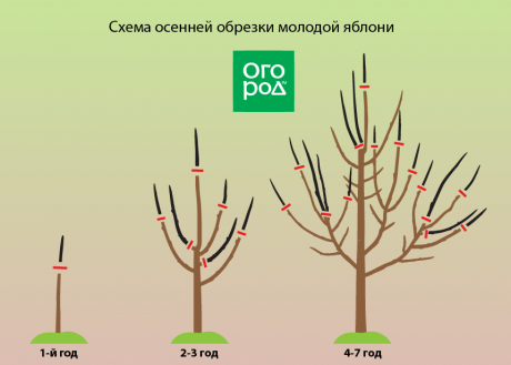 Основные правила обрезки