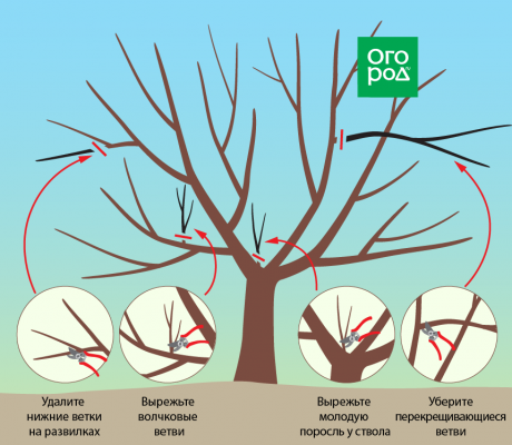 Почему и когда нужно обрезать вишню в осень