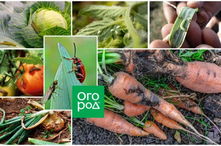 Как определить, что у вас проблема с слизнями?