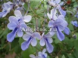 Полив
