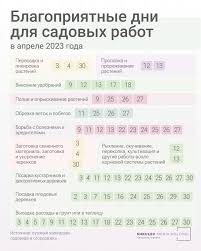 Этапы посева томатных семян