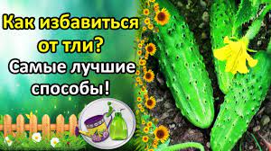 Применение химических препаратов для борьбы с тлей на огурцах