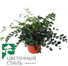 Природные особенности Пеллеи