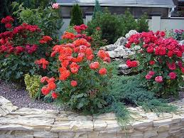 Как правильно ухаживать за саженцами роз во время посадки