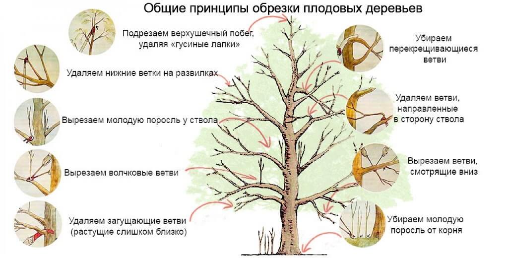 Как обрезать плодовые деревья осенью?