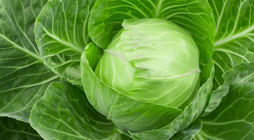 Кулинарные рецепты с капустой