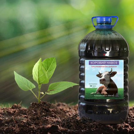 Подготовка коровяка для использования