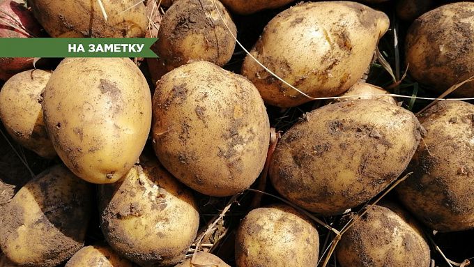 Как сохранить картофель зимой