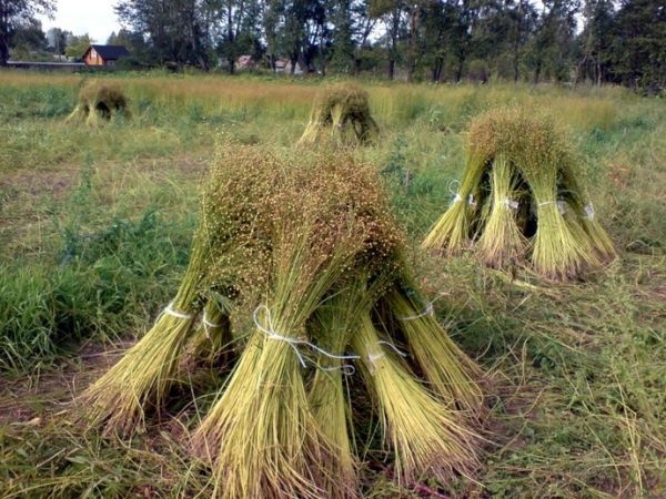 Виды льна и их применение