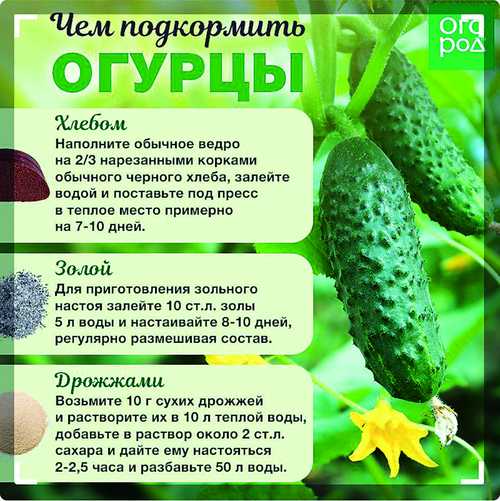 Особенности дрожжевой подкормки в открытом грунте