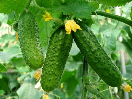 Раствор золы для корневой подкормки огурцов