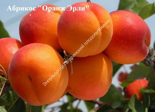 История происхождения абрикоса