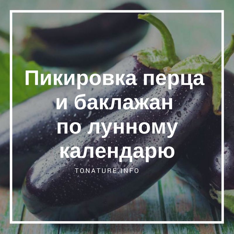 Техники и советы по правильной пикировке баклажанов