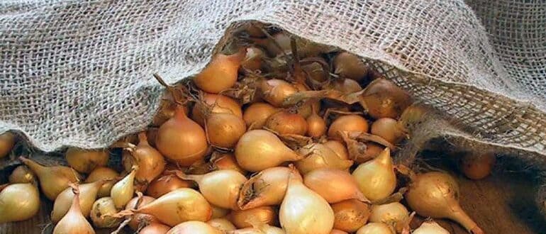 Популярные сорта лука для посадки осенью