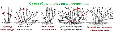 Часто задаваемые вопросы о обрезке смородины осенью