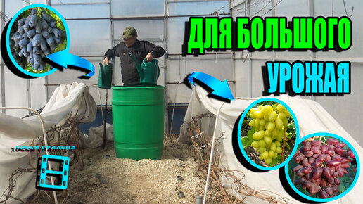 Грунтовая подкормка для винограда