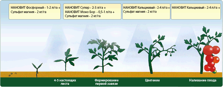 Первоначальная подкормка