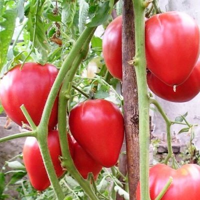 Устойчивость к болезням