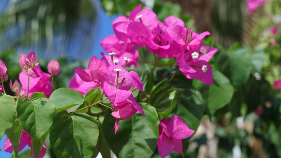 Виды и разновидности