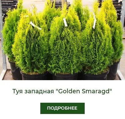 Посадка и уход за туей домашней