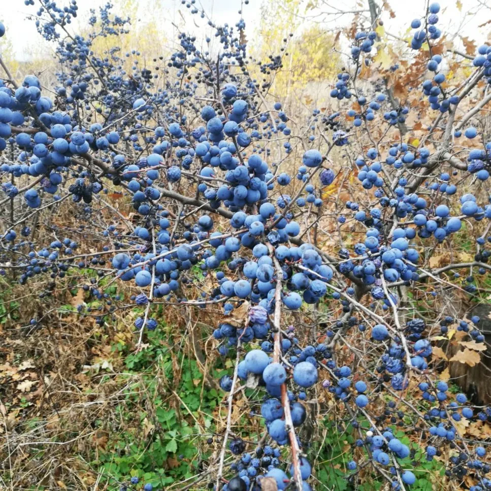 Семейство и виды терна