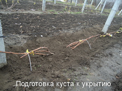 Выбор материалов для укрытия винограда