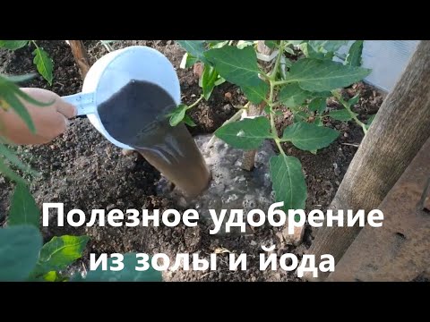 Как подкормить помидоры?