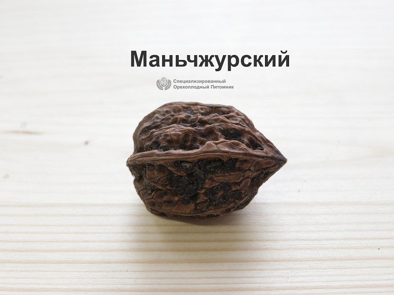 Кулинарные рецепты на основе маньчжурского ореха