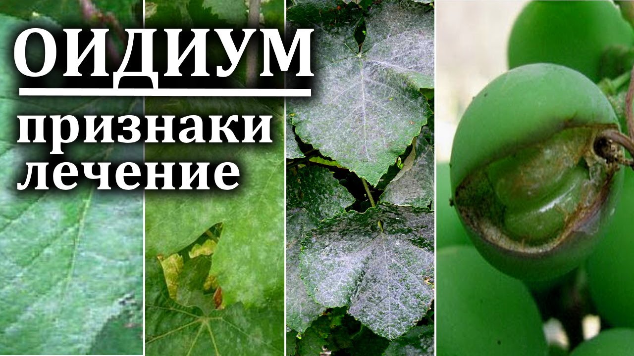 Методы борьбы с оидиумом на винограде